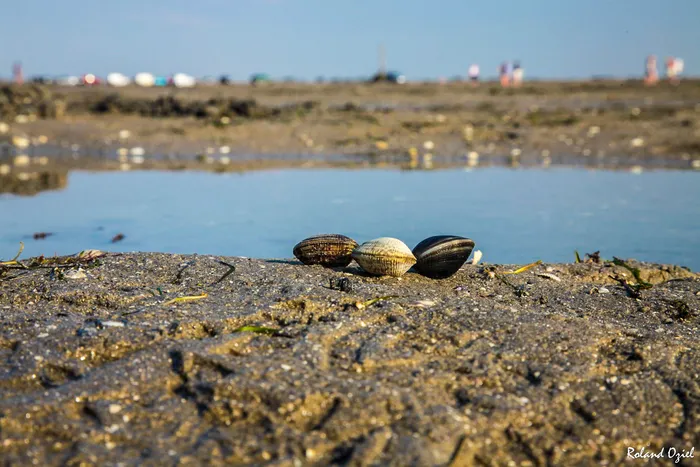 coquillage issu d'une peche a pied durant une belle journée ensoleillée