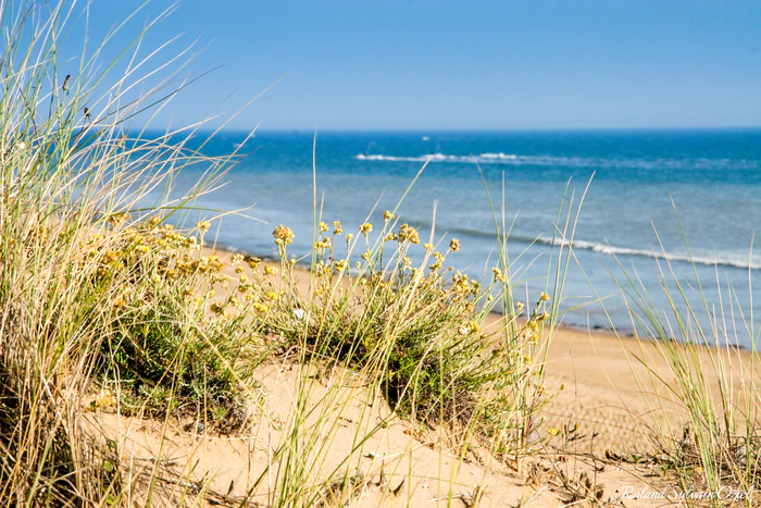 La dune face à la mer à La Tranche-sur-Mer